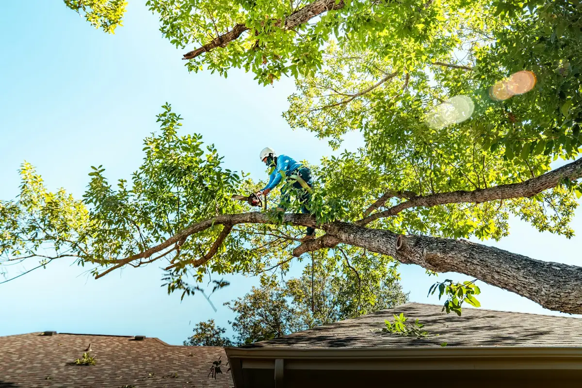 Tree surgery job example